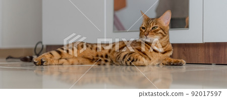 Bengal cat lies relaxed and confident on the floor of the house. Bengal cat lies relaxed and confident on the floor of the house. 92017597