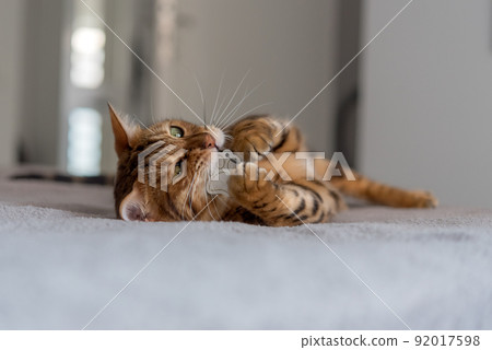 Bengal cat on the bed bites a toy. Bengal cat on the bed bites a toy. 92017598