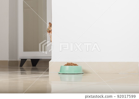 Bengal cat peeks around the corner, looks at a bowl of food, against the background of the room. Bengal cat peeks around the corner, looks at a bowl of food, against the background of the room. 92017599
