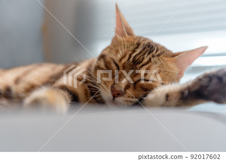 Domestic bengal cat sleeps on the couch. 92017602