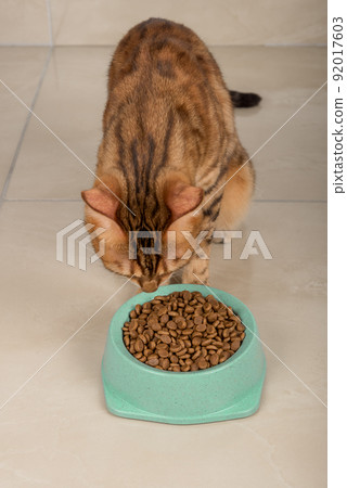 Domestic cat looks at a bowl of dry food. Domestic cat looks at a bowl of dry food. 92017603