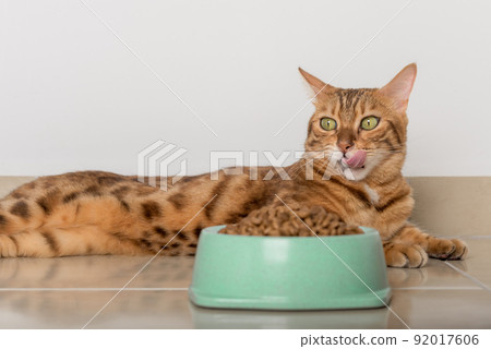 Full bowl of dry cat food on the floor. 92017606