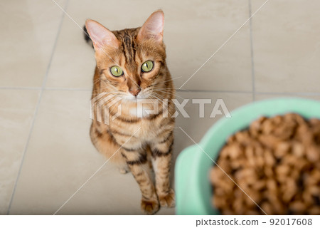 Hungry Bengal cat waiting for a bowl of food. 92017608