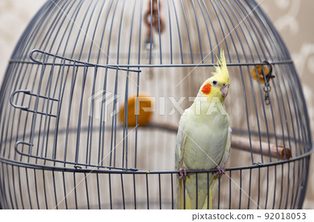 A yellow corella domestic parrot sits by its cage 92018053