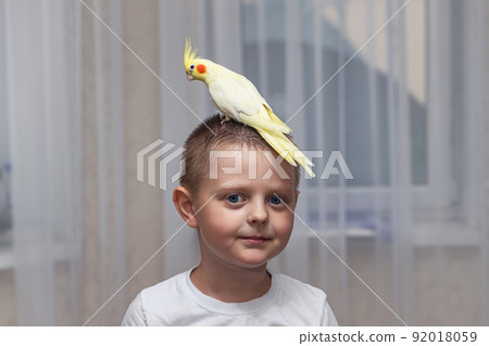 Pet parrot Corella sits on the head of a little boy 92018059