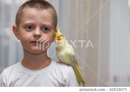 A pet parrot corella sits on the shoulder of a little boy 92018073
