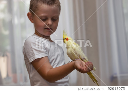 Pet parrot corella sits on the shoulder of a little boy Pet parrot corella sits on the shoulder of a little boy 92018075