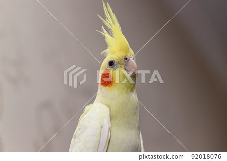 A yellow corella domestic parrot sits by its cage 92018076