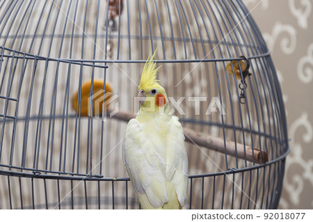 A yellow corella domestic parrot sits by its cage 92018077