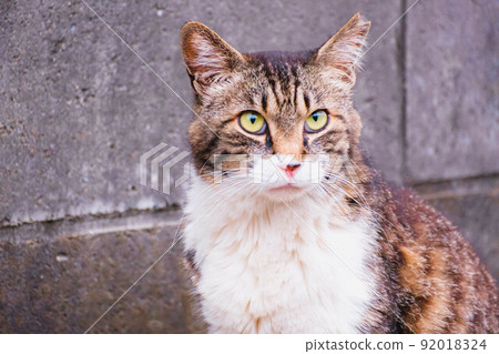 A cat that made me nervous when I saw the draft meeting A cat that made me nervous when I saw the draft meeting 92018324