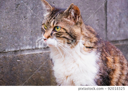 A cat indulging in thought while looking into the distance A cat indulging in thought while looking into the distance 92018325