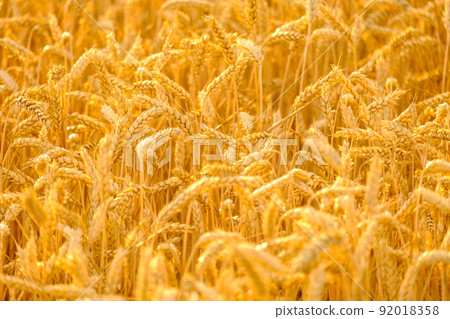 Golden ripe wheat spikelets grow in rural field in summer on sunny day. Agriculture and seasonal harvest in countryside close view 92018358