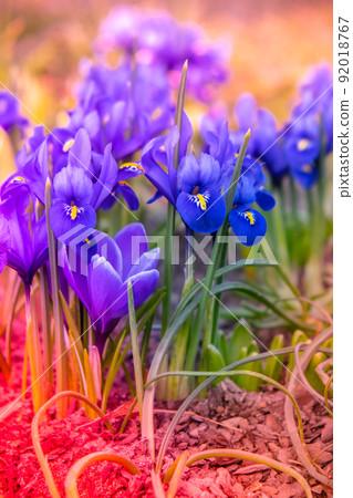 Bright colorful spring crocuses close-up. Blue flowers Iris versicolor beautifully blooming in the garden. Hello spring concept Flowers in bloom in sunlight Bright colorful spring crocuses close-up. Blue flowers Iris versicolor beautifully blooming in the garden. Hello spring concept Flowers in bloom in sunlight 92018767