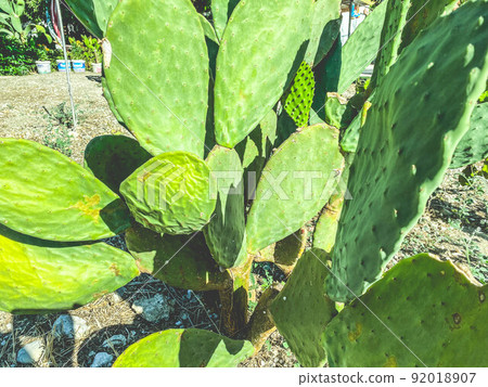 green, tropical, smooth cactus grows in a hot,... - Stock Photo [92018907]  - PIXTA