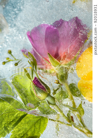 Abstract background of frozen multicolored flowers 92018931