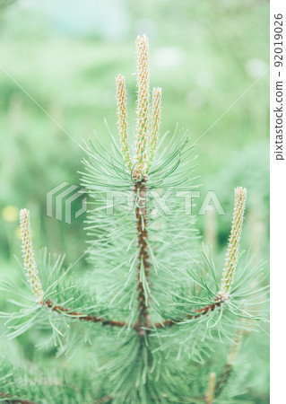 Christmas, New Year, winter banner with realistic christmas tree branches. Element for festive design, isolated on a blurred background. Macro eco wallpaper or postcard of spruce, pine or needles. Christmas, New Year, winter banner with realistic christmas tree branches. Element for festive design, isolated on a blurred background. Macro eco wallpaper or postcard of spruce, pine or needles. 92019026