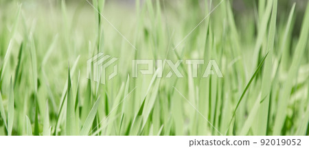 Green grass texture as background. Perspective view and selective focus. artistic abstract spring or summer background with fresh grass as banner or eco wallpaper. Leaves blur effect. Macro nature. 92019052
