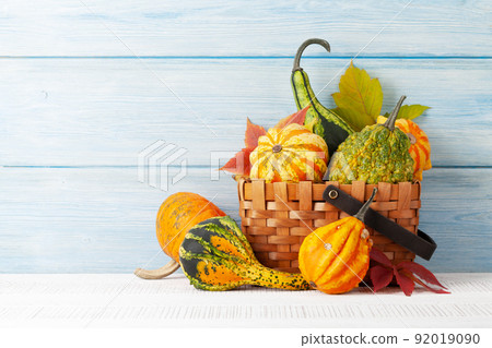 Various colorful squashes and pumpkins 92019090