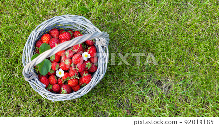 Ripe strawberries in basket 92019185