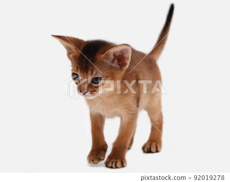 Abyssinian kitten, white wall background. Young beautiful purebred red short haired kitty. Small cute pets at cozy home. Top view banner. Funny adorable cats. Postcard concept. Close up, copy space. Abyssinian kitten, white wall background. Young beautiful purebred red short haired kitty. Small cute pets at cozy home. Top view banner. Funny adorable cats. Postcard concept. Close up, copy space. 92019278