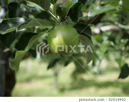 仍不成熟的蘋果品種津輕 92019402