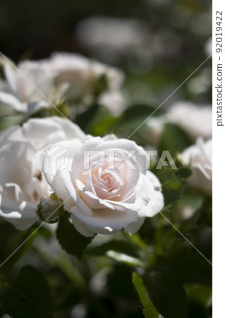 Flower photo Rose Aspirin Pink rose English rose garden Vigelan Park Norway Flower photo Rose Aspirin Pink rose English rose garden Vigelan Park Norway 92019422