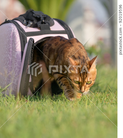 Bengal cat with an angry and dissatisfied look comes out of the cat's carrier. Bengal cat with an angry and dissatisfied look comes out of the cat's carrier. 92019596