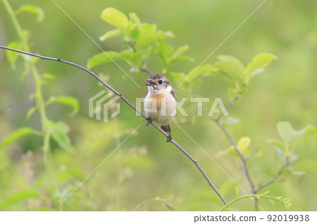 夏天在湖岸邊唱歌的女石聊 92019938