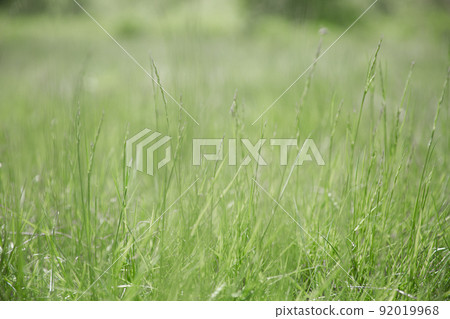 Green grass texture as background. Perspective view and selective focus. artistic abstract spring or summer background with fresh grass as banner or eco wallpaper. Leaves blur effect. Macro nature. 92019968