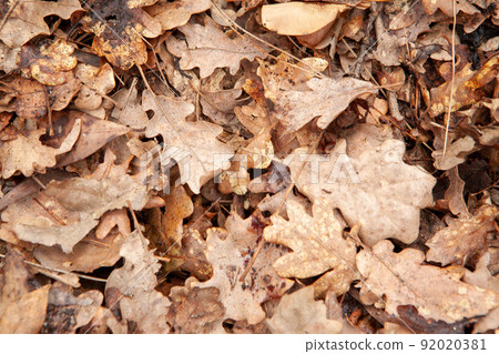 Background from autumn dry leaves, top view. Light brown fallen leaves oak tree for publication, screensaver, wallpaper, postcard, poster, banner, cover, website. Artistic high-quality photography Background from autumn dry leaves, top view. Light brown fallen leaves oak tree for publication, screensaver, wallpaper, postcard, poster, banner, cover, website. Artistic high-quality photography 92020381
