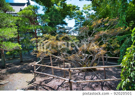 松本城（夏日陽光城、鬆鬆林、藍天） 92020501