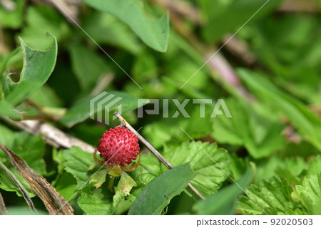 在北斗市白州町的荒地中發現的蛇草莓 在北斗市白州町的荒地中發現的蛇草莓 92020503