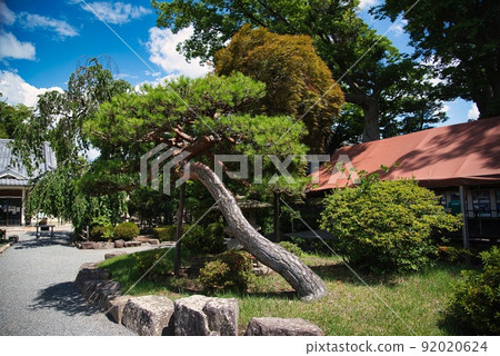Matsumoto Castle (Summer sunny castle, pine, blue sky, cloud garden) Matsumoto Castle (Summer sunny castle, pine, blue sky, cloud garden) 92020624