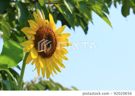 Blue sky and sunflower 92020656