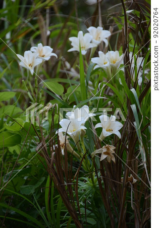 石垣島上自然生長的美麗白花復活節百合 石垣島上自然生長的美麗白花復活節百合 92020764