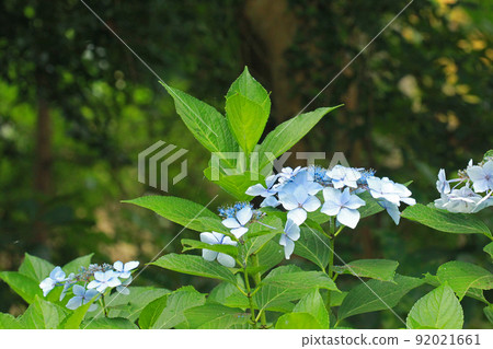 Hydrangea of Mt. Genji 92021661
