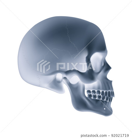 Human Skull 92021719