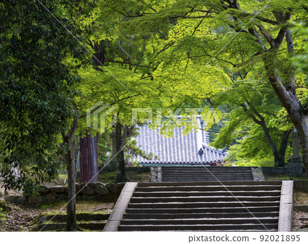 The approach covered with fresh green maple 92021895