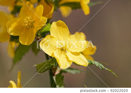 山吹 山吹 92022020