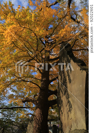 Autumn leaves and yellow leaves of Naritasan Shinshoji Temple and Naritasan Park Autumn leaves and yellow leaves of Naritasan Shinshoji Temple and Naritasan Park 92022601