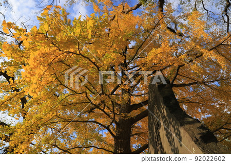 Autumn leaves and yellow leaves of Naritasan Shinshoji Temple and Naritasan Park Autumn leaves and yellow leaves of Naritasan Shinshoji Temple and Naritasan Park 92022602