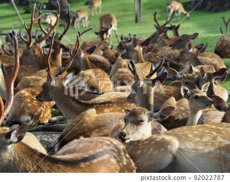 A herd of deer resting at the foot of Mt. Wakakusa 92022787