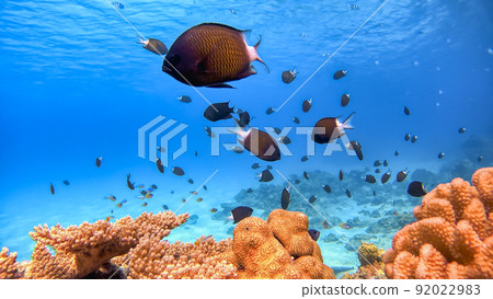 Nishihama Beach underwater photography of Okinawa Akajima Nishihama Beach underwater photography of Okinawa Akajima 92022983
