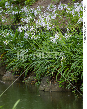沿著溪流綻放的百子蓮 沿著溪流綻放的百子蓮 92022988