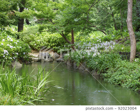 Agapanthus blooming along the stream Agapanthus blooming along the stream 92023004
