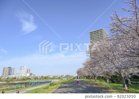 The left bank of the Tama River, a riverbed of the Tama River overlooking the cherry blossom trees in full bloom and the skyscrapers of Musashi Kosugi, Ota-ku, Tokyo 92023050