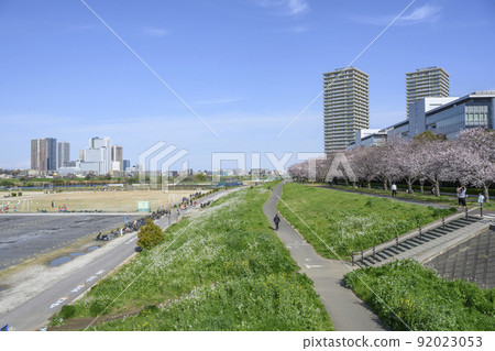 The left bank of the Tama River, a riverbed of the Tama River overlooking the cherry blossom trees in full bloom and the skyscrapers of Musashi Kosugi, Ota-ku, Tokyo 92023053