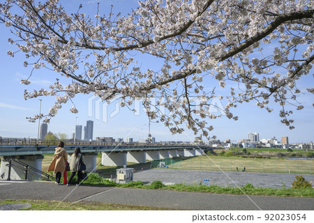東京大田區多摩川左岸，一排盛開的櫻花樹和煤氣橋綠地 92023054