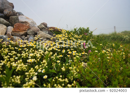 Murododaira（Chinguruma霧室，小花） 92024003