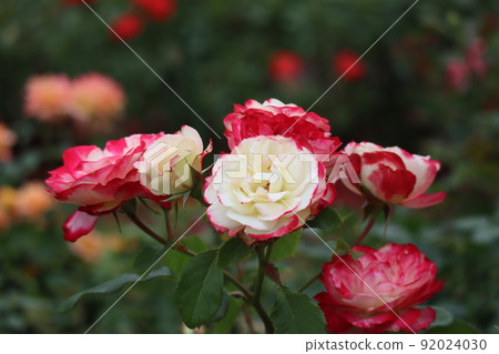 盛開著玫瑰花和綠葉枝的風景,叫做 Jubilee du Prince de Monaco 盛開著玫瑰花和綠葉枝的風景,叫做 Jubilee du Prince de Monaco 92024030